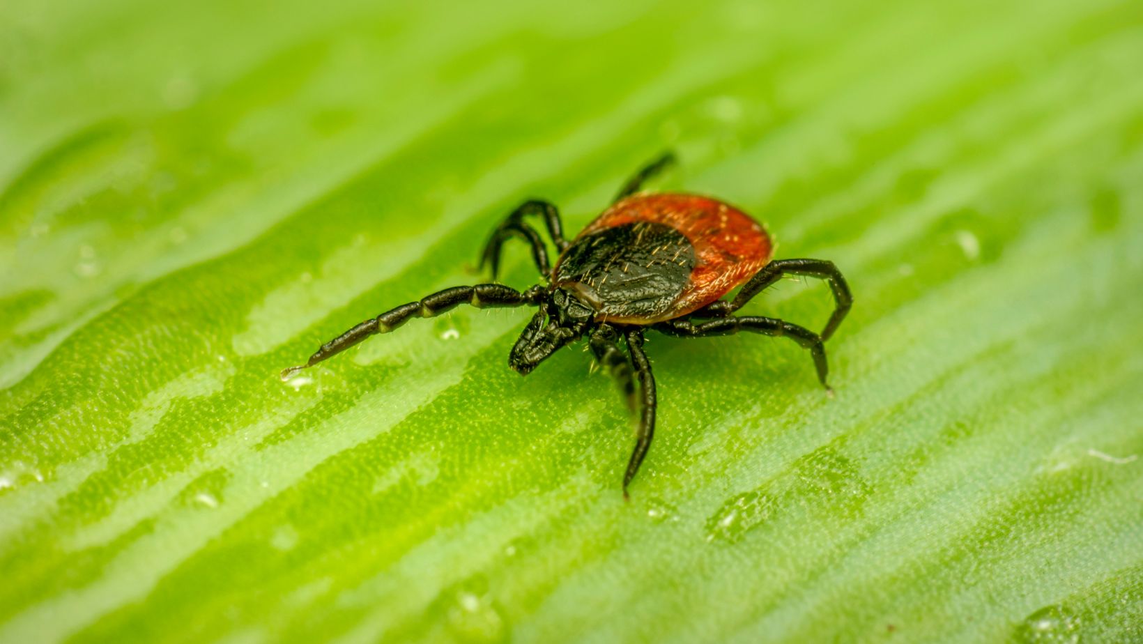 Febre maculosa: o que devo saber sobre a doença