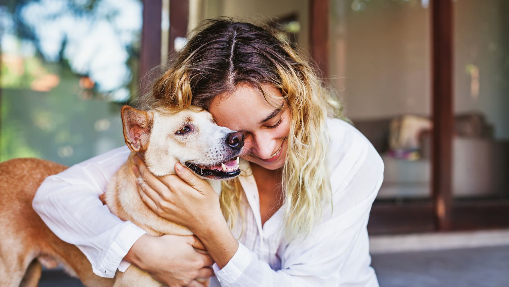 Saiba tudo sobre a doação de sangue pet