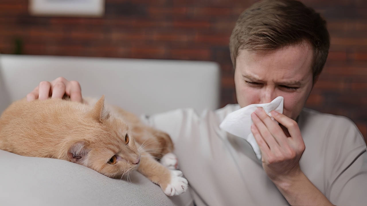 Sente coceira e falta de ar ao se aproximar de gatos? A resposta pode ser alergia, mas tem solução