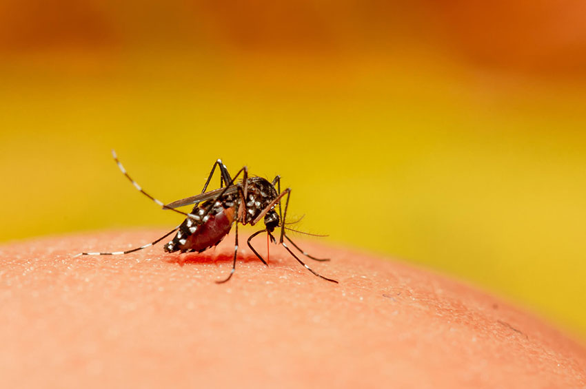 Especialistas alertam para importância de manter os cuidados com a dengue em meio à pandemia