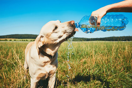 Verão e férias: Como cuidar dos seus pets?