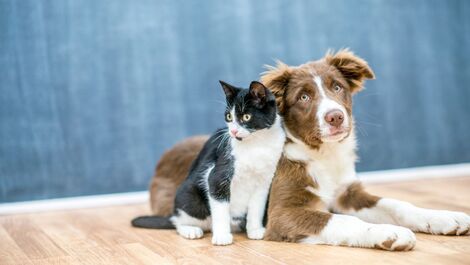Do resgate de pets perdidos a cura de dermatite: saiba como a radiestesia pode ser aliada da saúde dos animais