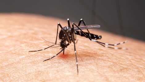 Dengue: Saiba como acontece e como se prevenir da doença