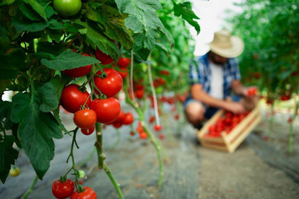 Melhoramento genético pode gerar alimentos mais nutritivos e evitar desperdício 