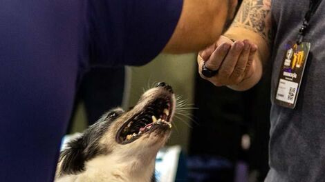 Mercado pet ganha cada vez mais espaço no Arnold Sports Festival South America