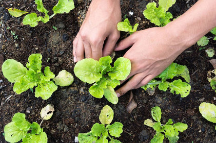 Veja quais são as verduras e legumes para plantar no inverno
