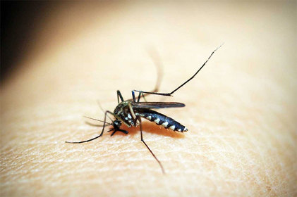 Verão acende alerta para Dengue, Zika e Chikungunya
